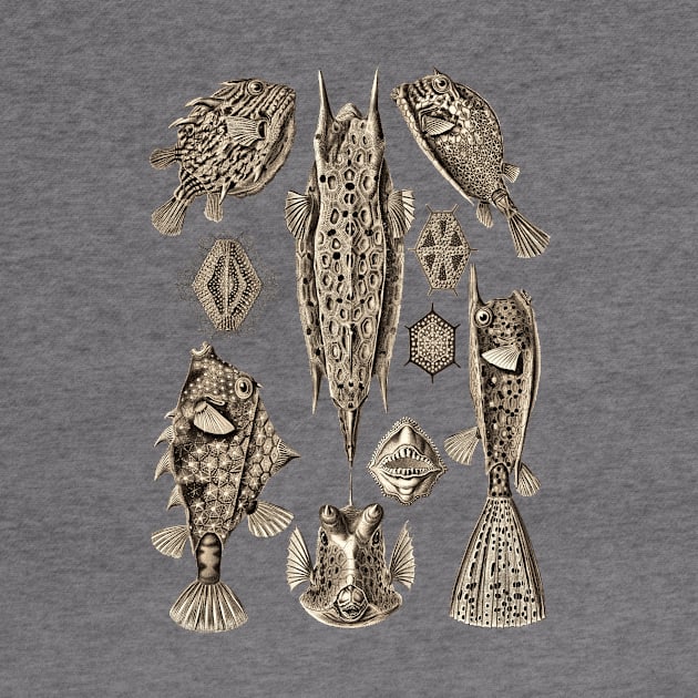 Ernst Haeckel Ostraciontes Fish  Wenge by Scientistudio